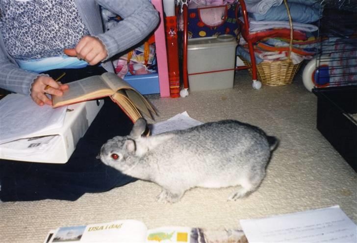 Kanin Taiga *R.I.P.* billede 15