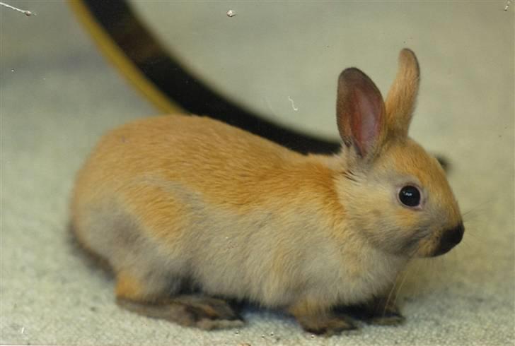 Kanin Queenie *R.I.P.* billede 1