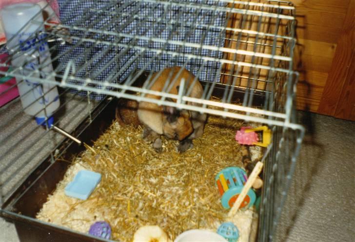 Kanin Queenie *R.I.P.* billede 2