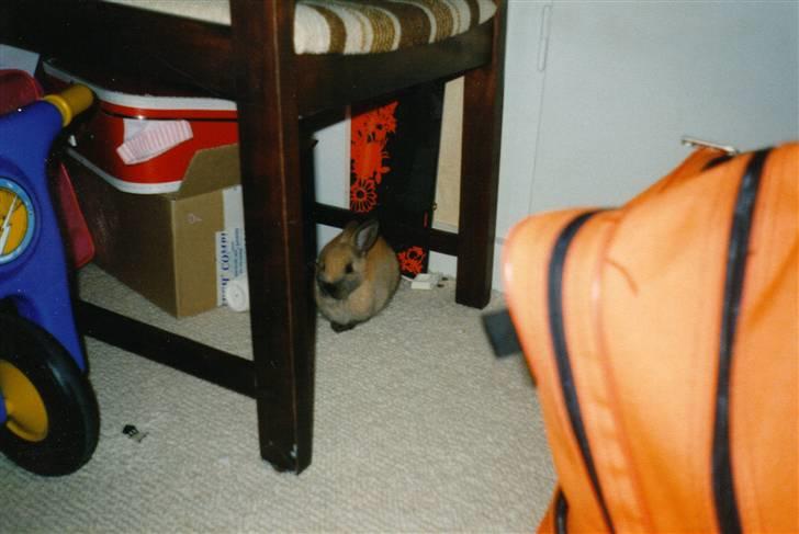 Kanin Queenie *R.I.P.* billede 3