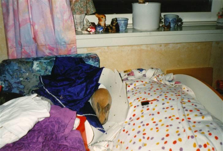 Kanin Queenie *R.I.P.* billede 4