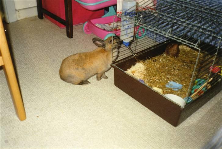 Kanin Queenie *R.I.P.* billede 5