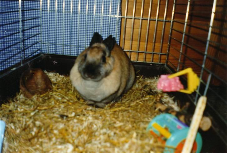 Kanin Queenie *R.I.P.* billede 6