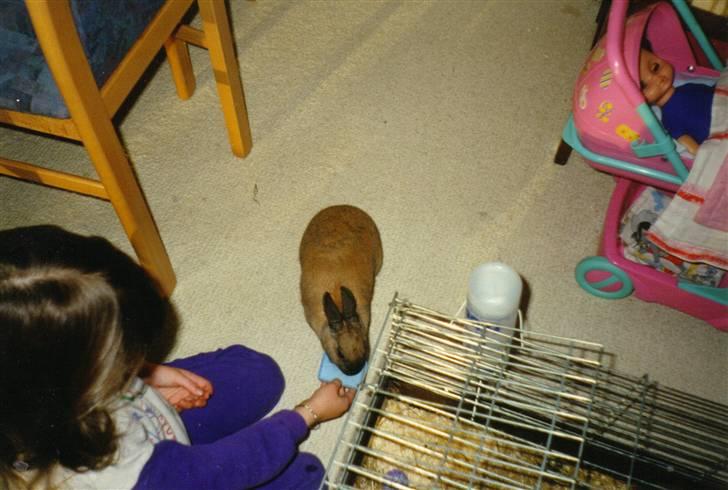 Kanin Queenie *R.I.P.* billede 7