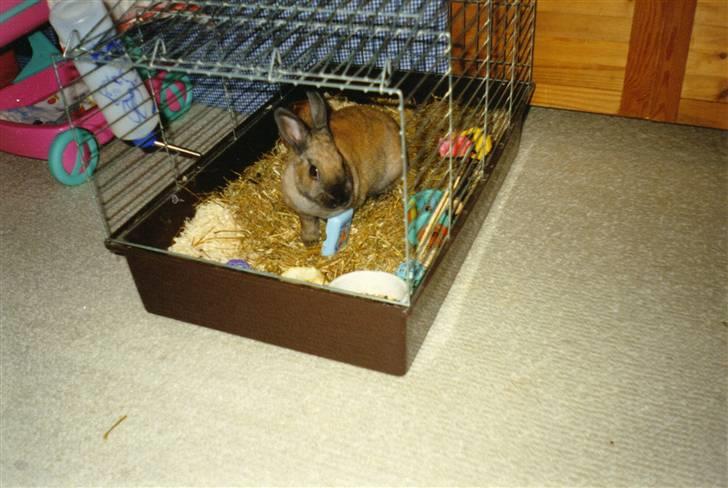 Kanin Queenie *R.I.P.* billede 8