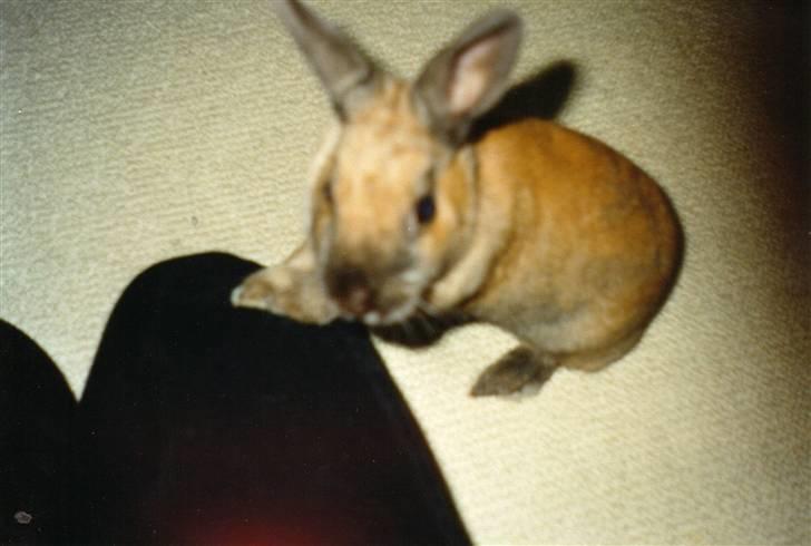 Kanin Queenie *R.I.P.* billede 9