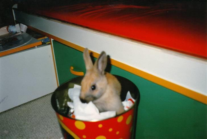 Kanin Queenie *R.I.P.* billede 10