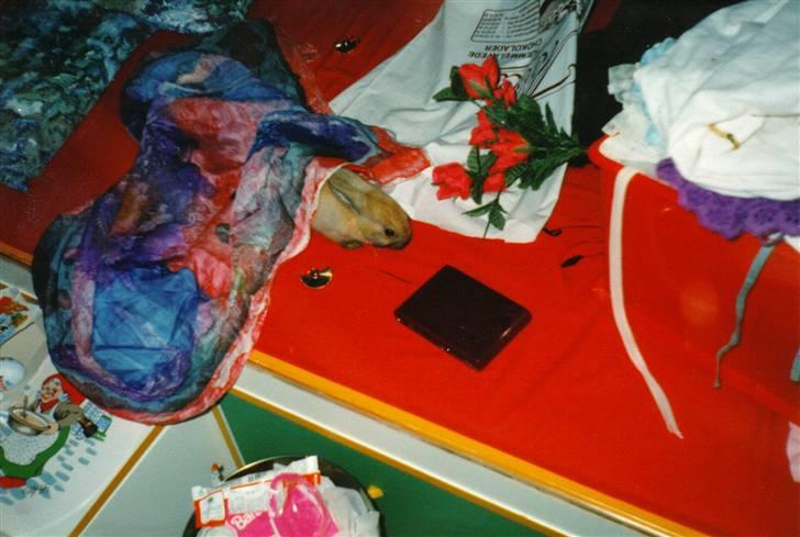 Kanin Queenie *R.I.P.* billede 11