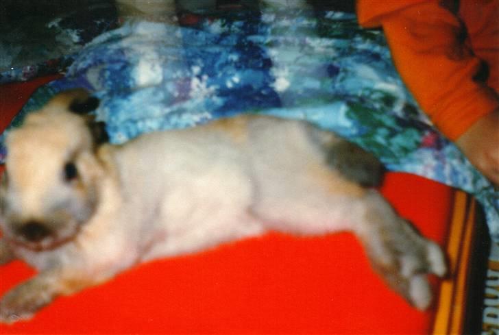 Kanin Queenie *R.I.P.* billede 12