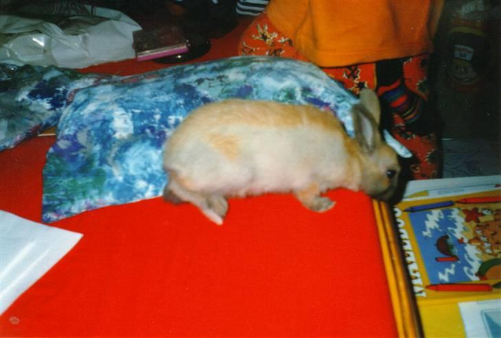 Kanin Queenie *R.I.P.* billede 13