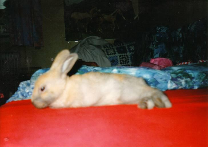 Kanin Queenie *R.I.P.* billede 14