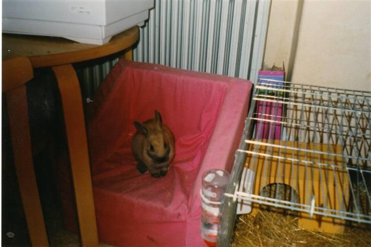 Kanin Queenie *R.I.P.* billede 15