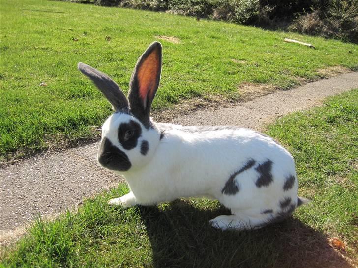 Kanin Ditlev billede 1