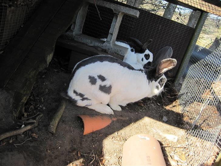 Kanin Ditlev billede 2