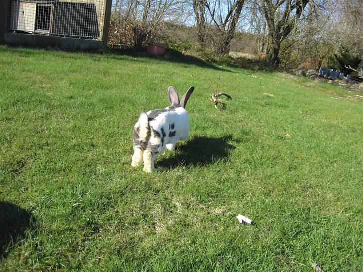 Kanin Ditlev billede 3