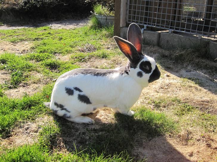 Kanin Ditlev billede 4