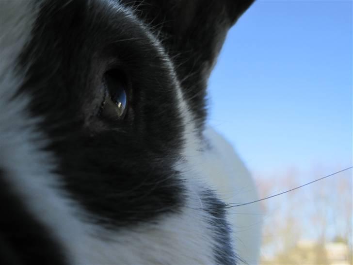 Kanin Ditlev billede 5