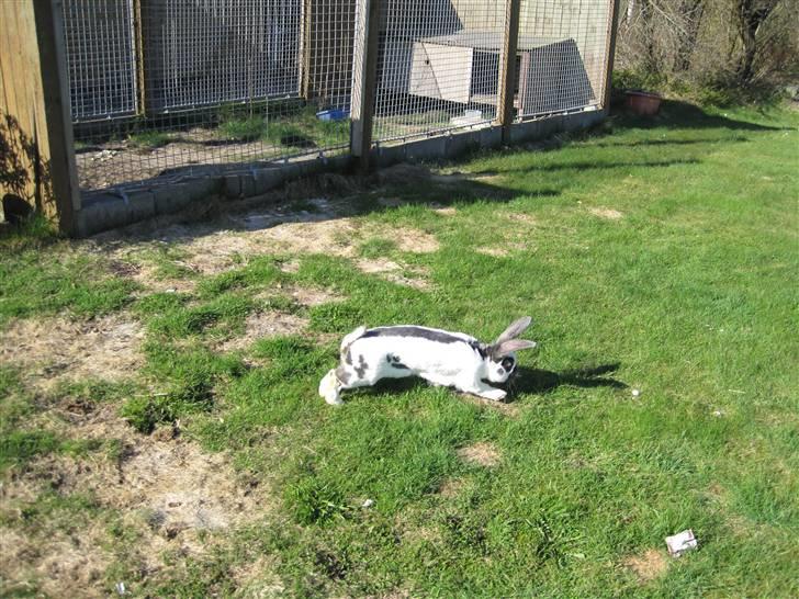 Kanin Ditlev billede 6