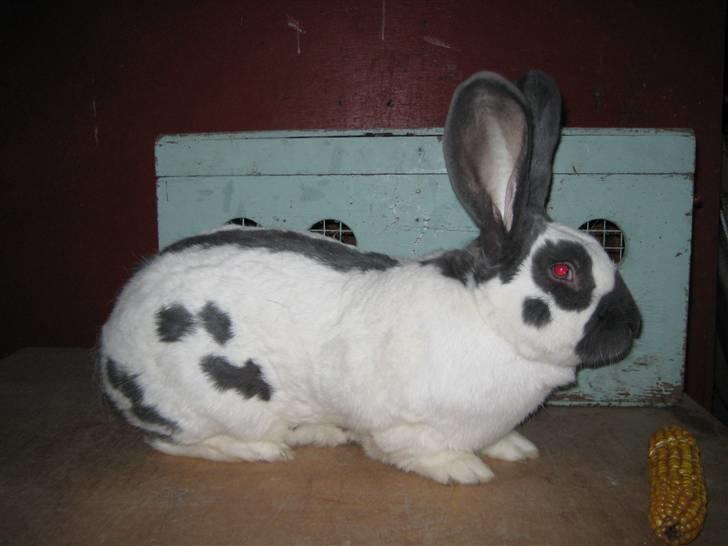 Kanin Ditlev billede 7