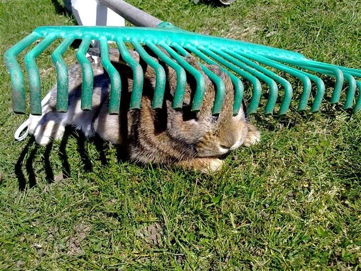 Kanin basse'dreng - er altså lige igang med at få lidt skygge og sol i hovdet gider du ik lige at flytte diq mor! :D billede 17