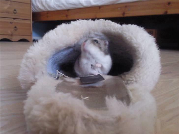 Dværghamster Tot<3 - Tot i sit nyfundene "hus" billede 7