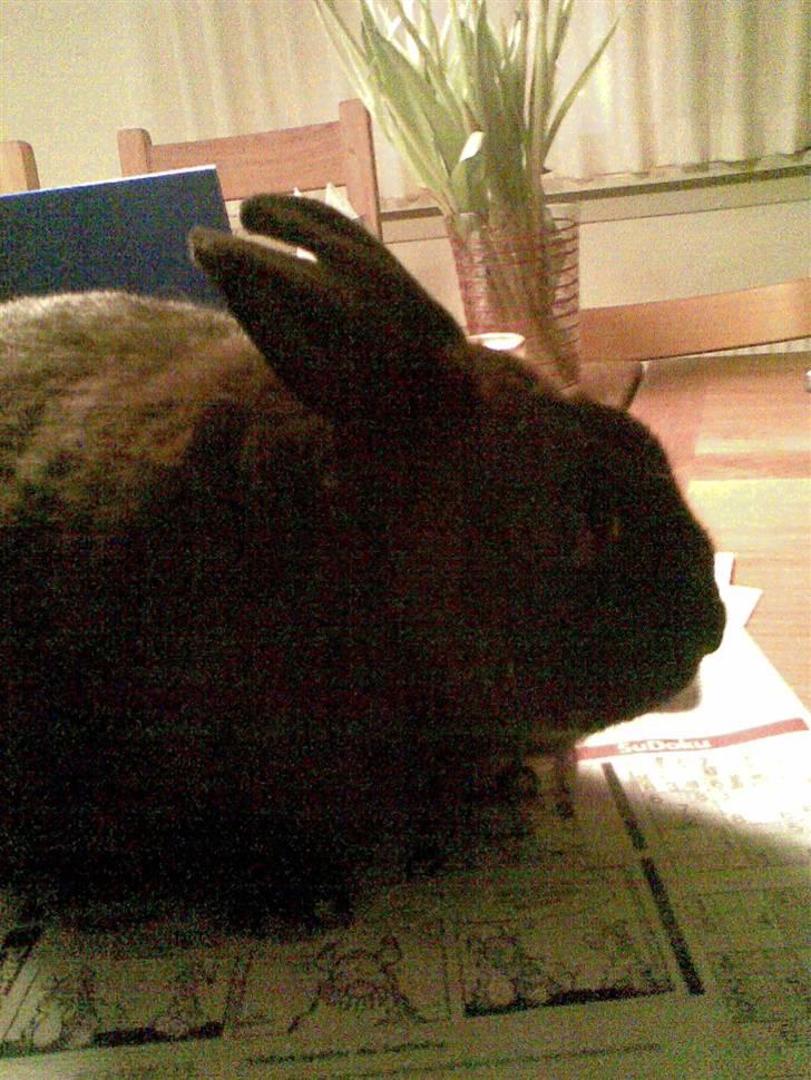 Kanin Kanino billede 1