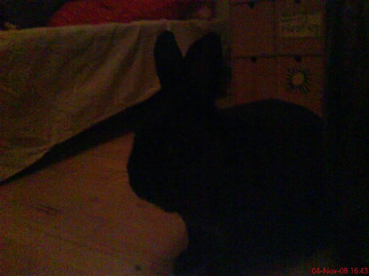 Kanin Kanino billede 3