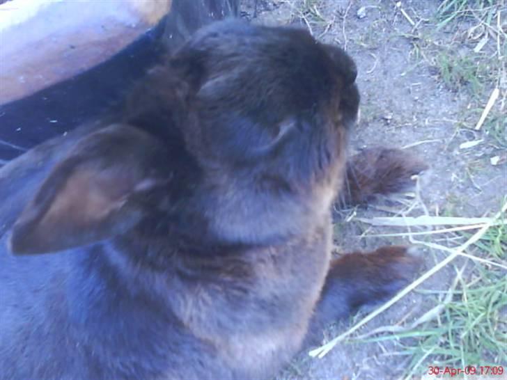 Kanin Kanino billede 4