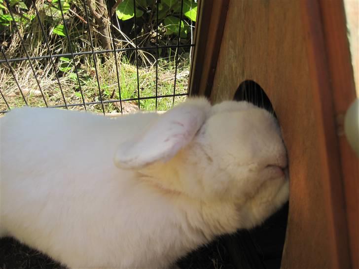 Kanin Oscar † - Uf hvor det klør :) billede 6