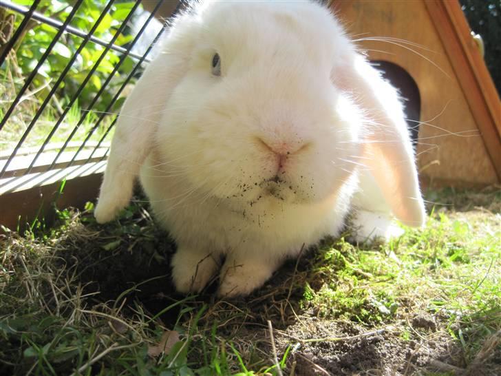 Kanin Oscar † - Nu har han ået jord på snuden :) Hehe billede 7