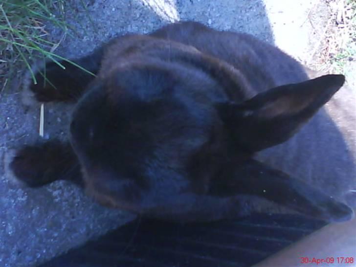 Kanin Kanino billede 5