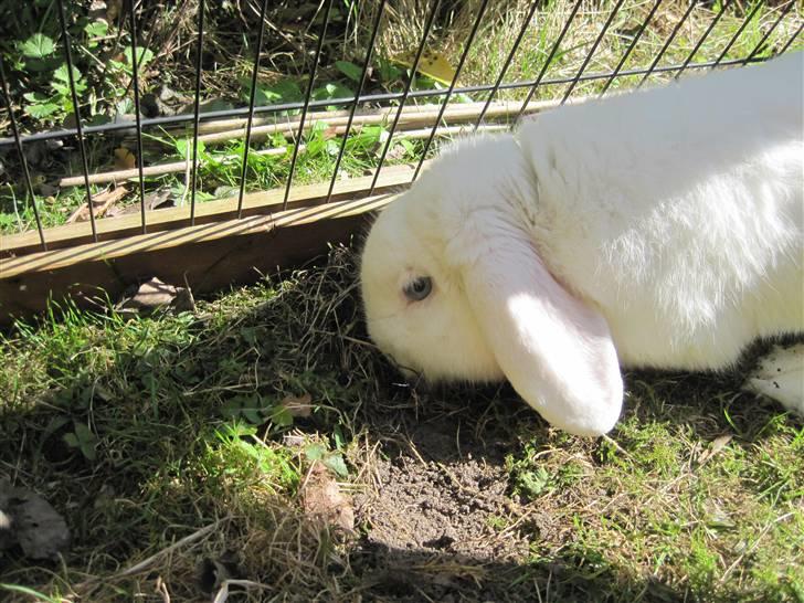 Kanin Oscar † - graver :) billede 8