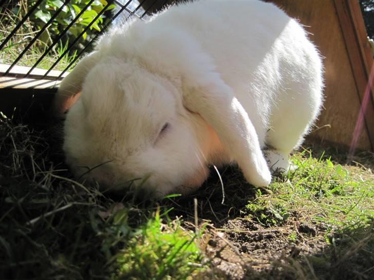 Kanin Oscar † billede 9