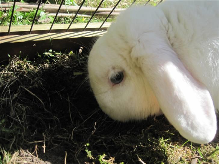 Kanin Oscar † billede 10