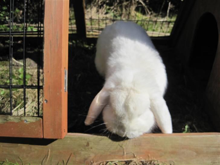 Kanin Oscar † billede 11