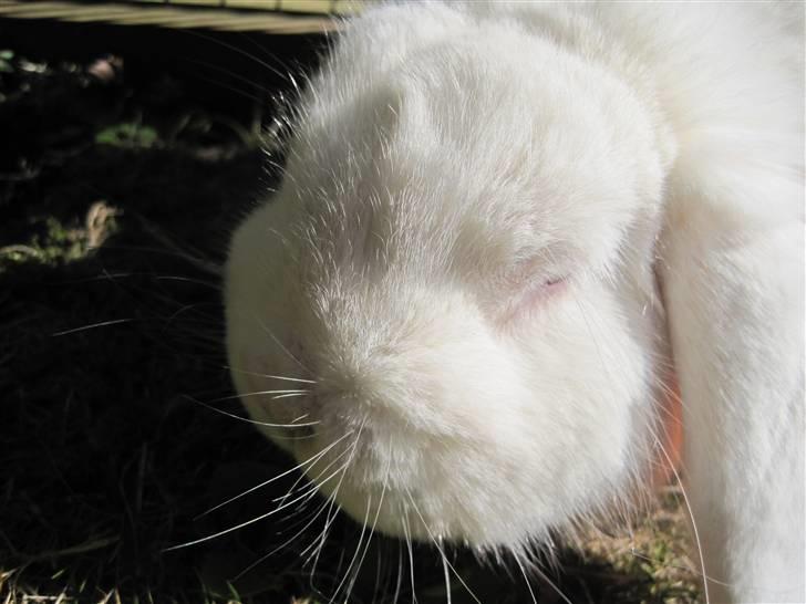 Kanin Oscar † billede 12