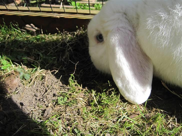 Kanin Oscar † billede 13