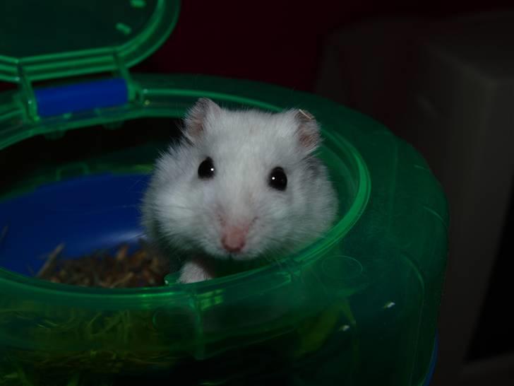 Dværghamster Findus. Død. :/ - Lille søde Findus i sit bur. Den lille charmetrold<3 billede 1