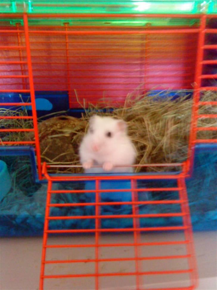 Dværghamster Findus. Død. :/ - endnu et billed af findus i bur  billede 2