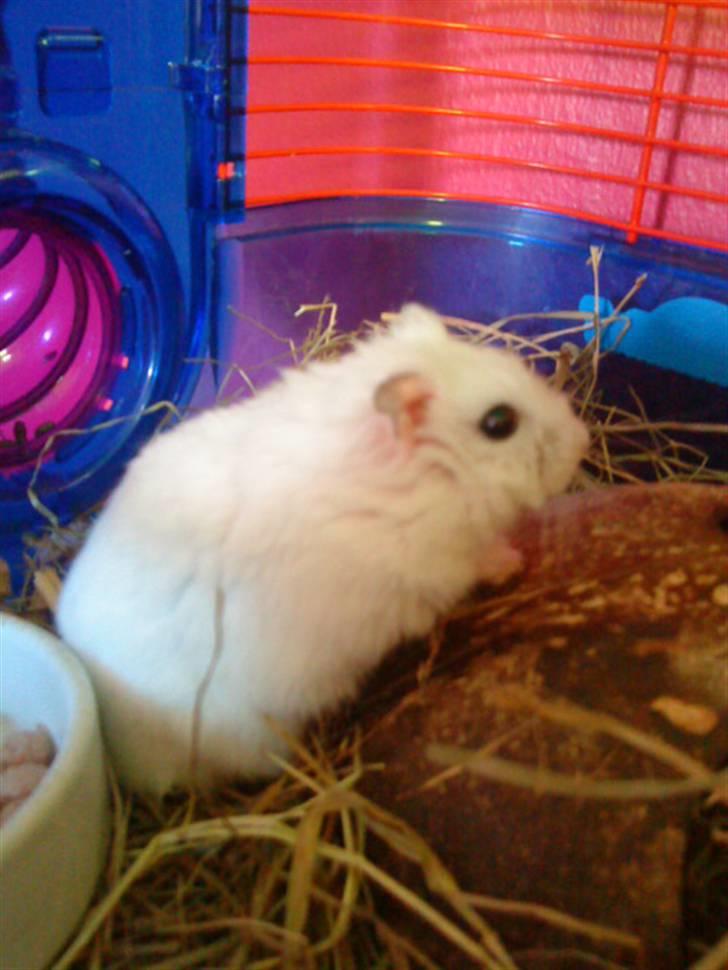 Dværghamster Findus. Død. :/ - findus er faktisk også kokusskalds bestiger! :D billede 3