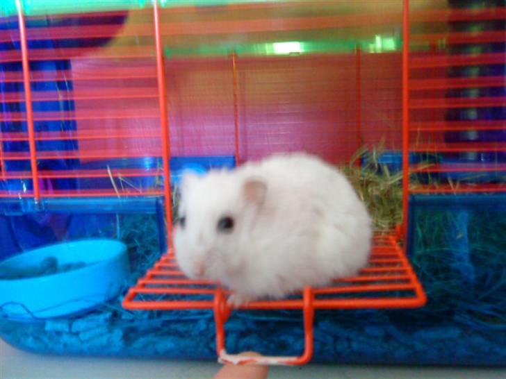 Dværghamster Findus. Død. :/ - søde findus på vej ud af bur. Men stadig sød!<3 billede 4