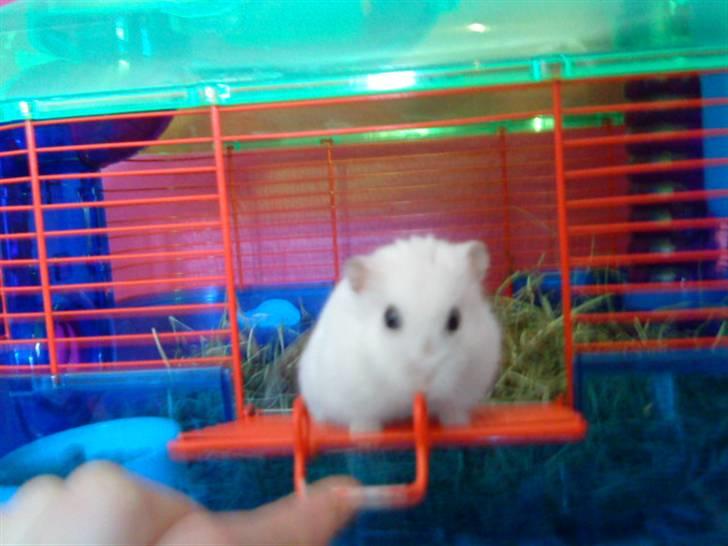 Dværghamster Findus. Død. :/ - Nysgerie findus som self lige skal smage billede 5