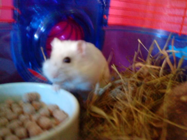 Dværghamster Findus. Død. :/ - Findus tar mad! :D billede 6