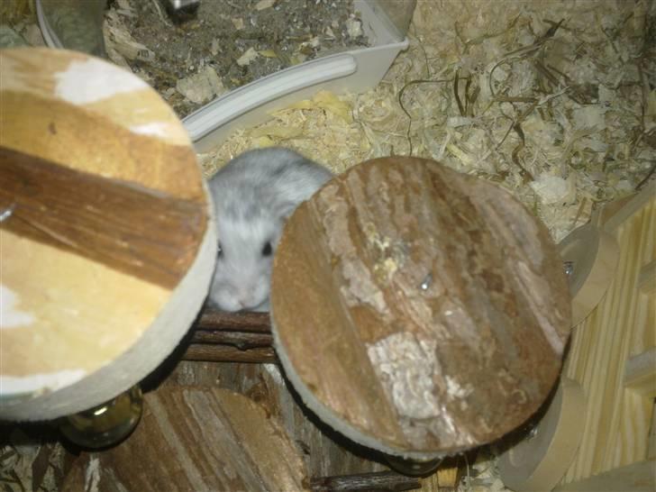 Dværghamster Dinnes  billede 8