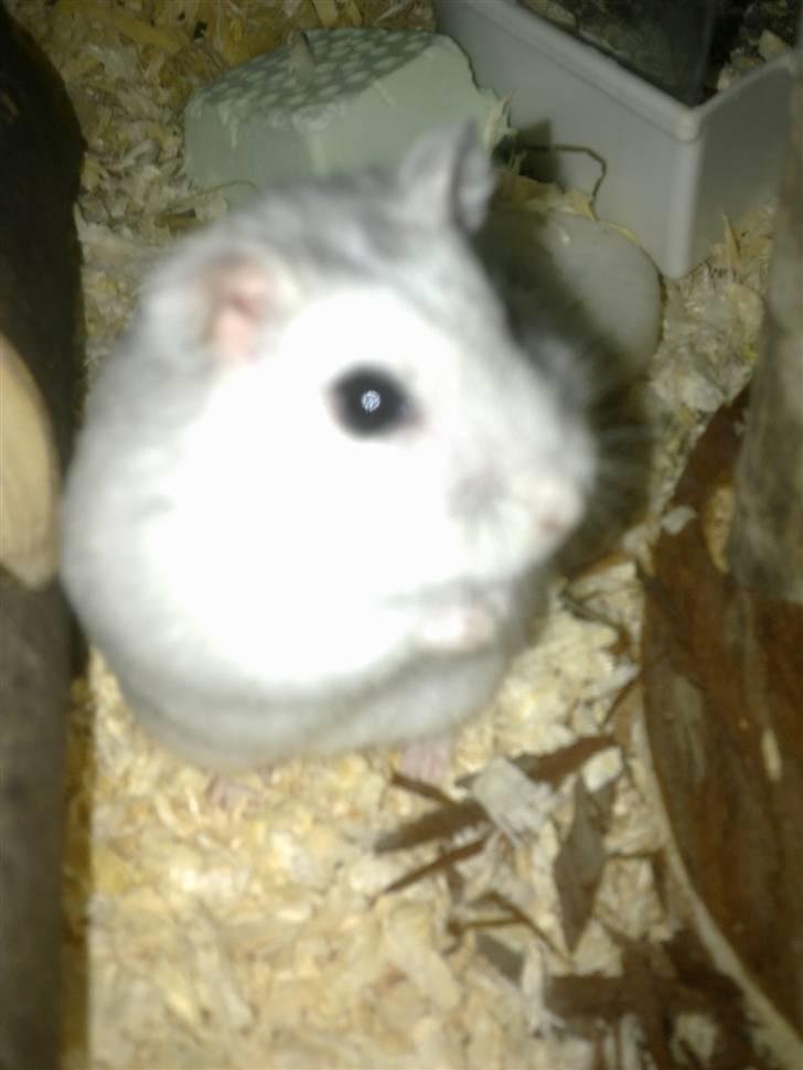 Dværghamster Dinnes  billede 9