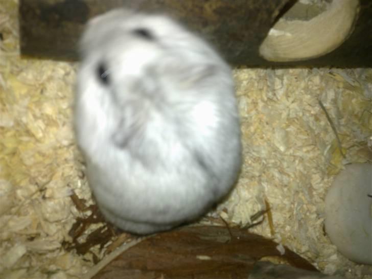 Dværghamster Dinnes  billede 10