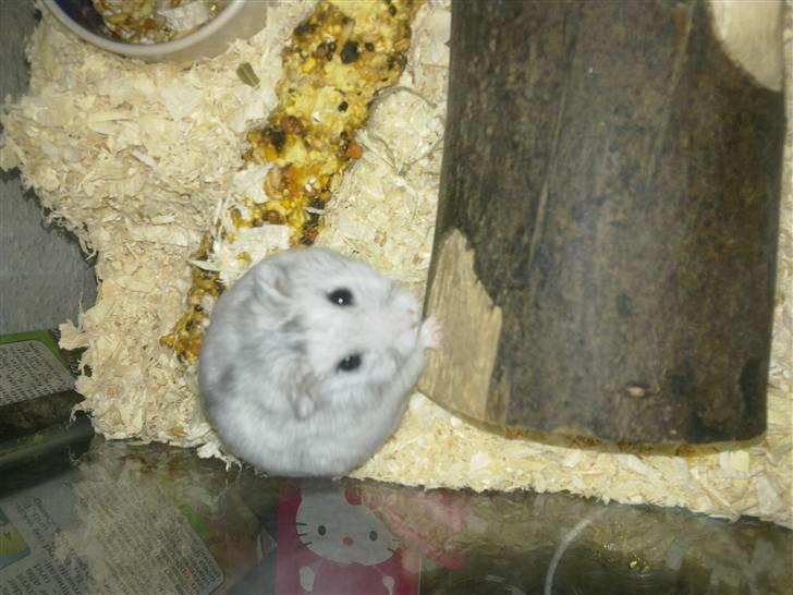 Dværghamster Dinnes  billede 11