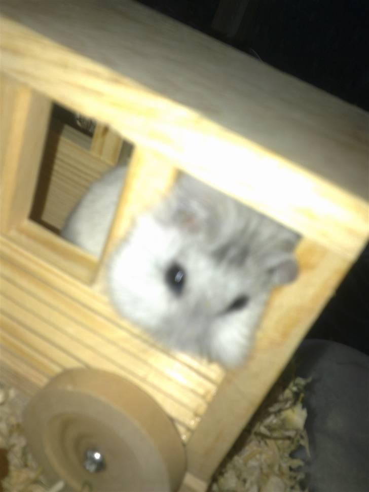 Dværghamster Dinnes  billede 12