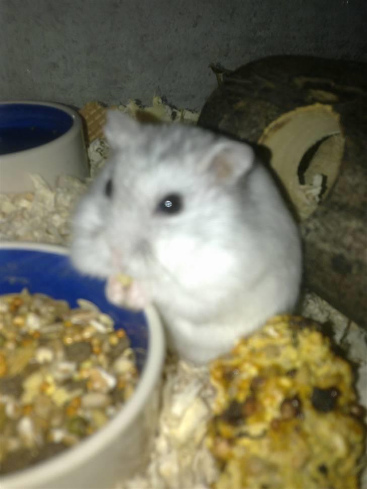 Dværghamster Dinnes  billede 13