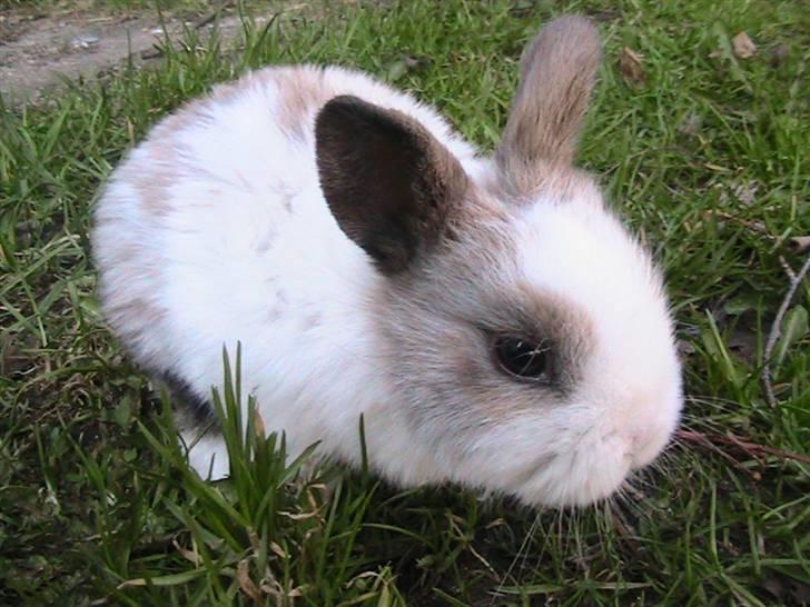 Kanin Zoe *Givet væk* billede 1